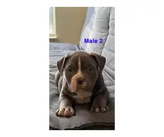 2 American Bully puppies for sale - 3