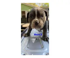 2 American Bully puppies for sale - 4