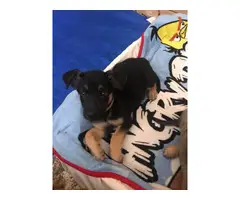 7 German Shepherd puppies looking for a new home - 3