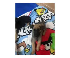 7 German Shepherd puppies looking for a new home - 6