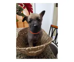 7 German Shepherd puppies looking for a new home - 8