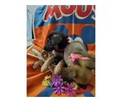 7 German Shepherd puppies looking for a new home - 10