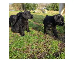 3 black male giant schnauzer puppies - 8