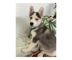 Adorable Pomsky puppies - 2
