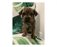 8 Shar-pei puppies for sale