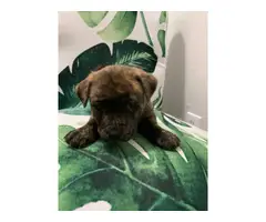 8 Shar-pei puppies for sale - 2