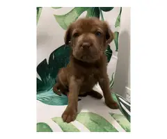 8 Shar-pei puppies for sale - 4