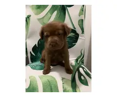 8 Shar-pei puppies for sale - 5