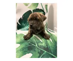 8 Shar-pei puppies for sale - 8