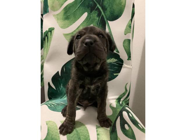 8 Shar-pei puppies for sale Minneapolis - Puppies for Sale Near Me