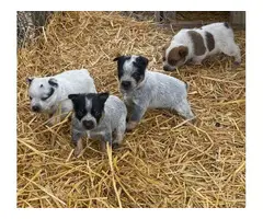 4 Blue Heeler Puppies Available