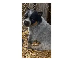 4 Blue Heeler Puppies Available - 3