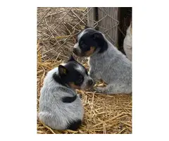 4 Blue Heeler Puppies Available - 4