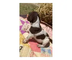German Shorthaired Pointer puppies - 4