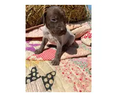 German Shorthaired Pointer puppies - 6