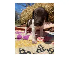 German Shorthaired Pointer puppies - 7