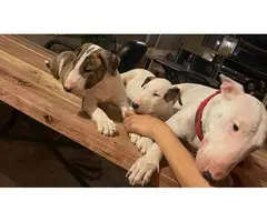 Purebred Bull Terrier Puppies for Sale - 2