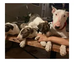 Purebred Bull Terrier Puppies for Sale - 3