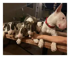 Purebred Bull Terrier Puppies for Sale - 4