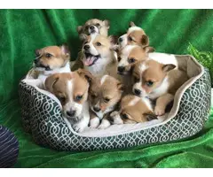 9 Corgi puppies for sale