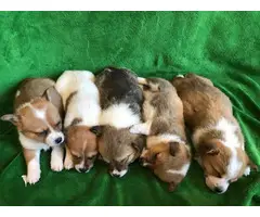 9 Corgi puppies for sale - 4