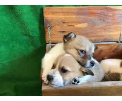 9 Corgi puppies for sale - 6