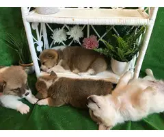 9 Corgi puppies for sale - 7