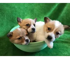 9 Corgi puppies for sale - 8