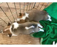 9 Corgi puppies for sale - 11