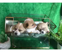 9 Corgi puppies for sale - 12