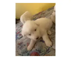 Great Pyrenees Puppies looking for a forever home - 3