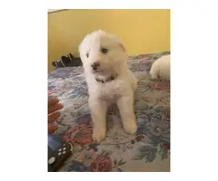 Great Pyrenees Puppies looking for a forever home - 4