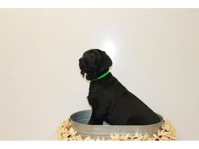 5 Akc English Lab Puppies For Sale In Baltimore Maryland Puppies For Sale Near Me