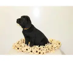 5 AKC English Lab Puppies for Sale - 2