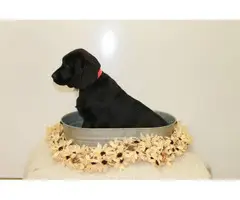 5 AKC English Lab Puppies for Sale - 4