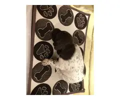 AKC German shorthair pointer puppies - 3