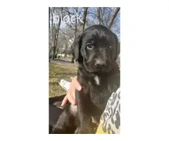 3 AKC Lab Puppies available - 2
