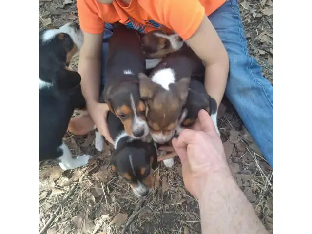 6 Tricolored Beagle puppies for sale - 1/2