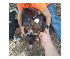 6 Tricolored Beagle puppies for sale - 1