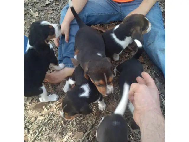 6 Tricolored Beagle puppies for sale - 2/2