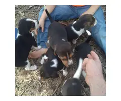 6 Tricolored Beagle puppies for sale - 2