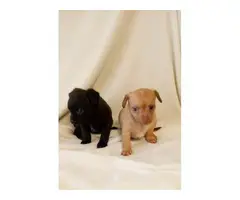 4 Teacup Chihuahua puppies for sale