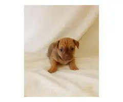 4 Teacup Chihuahua puppies for sale - 3