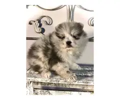 3 Pomeranian puppies for Adoption