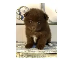 3 Pomeranian puppies for Adoption - 2