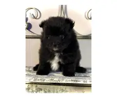 3 Pomeranian puppies for Adoption - 3