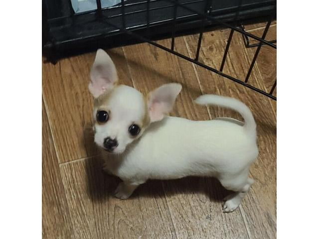 9 lb male White Chihuahua Puppy in Fort Worth, Texas
