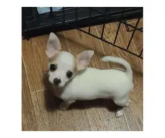 9 lb male White Chihuahua Puppy - 1