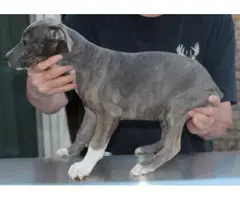 5 Mountain Feist puppies for sale - 5