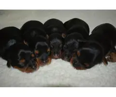 AKC Yorkie Puppies for Sale - 1